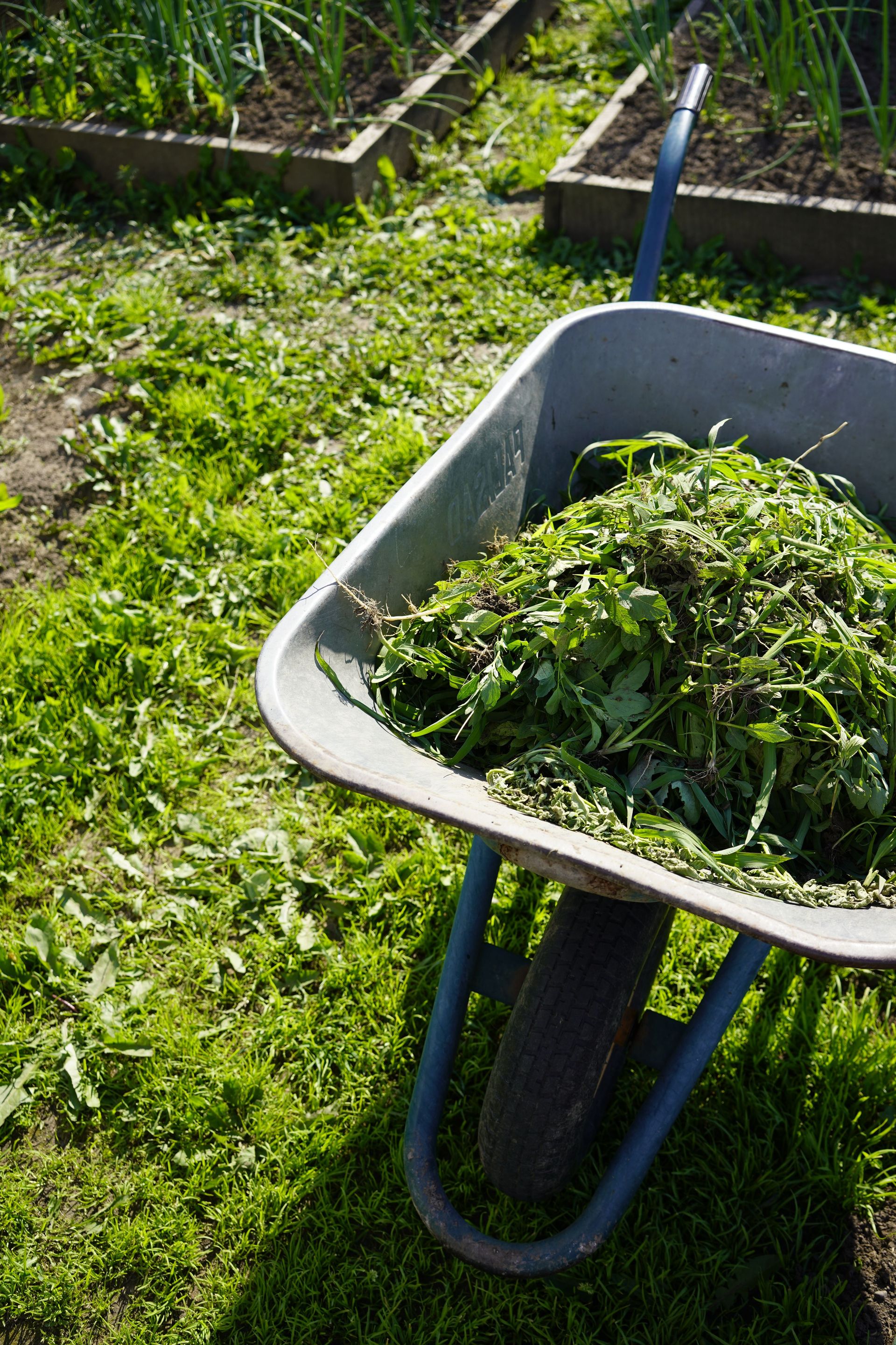 A wheelbarrow filled with fresh cut leaves in a garden during daylight.